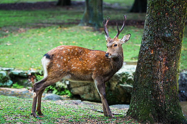 istock Nara deer roam free in Nara Park 628066894