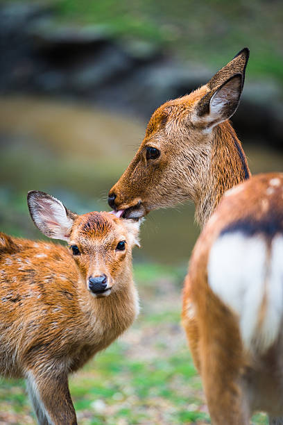 istock Nara deer roam free in Nara Park 628067054
