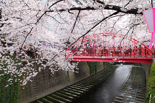 Tokyo, Japan - April 2, 2016: Beautiful cherry blossom covers over Meguro river in Meguro ward. Lanterns are hanged along the riverbank to celebrate the coming of spring and cherry blossom. Crowds are gatheing at Meguro river to celebrate the coming of spring and cherry blossom.
