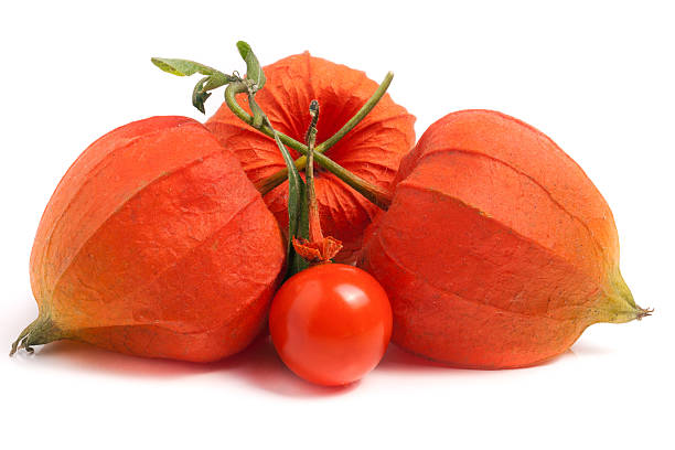 istock husk tomatoes or physalis with leaf isolated on white background 628067954