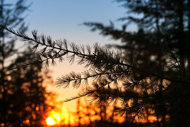 istock silhouette of branches  spruce on sunset close 628068322