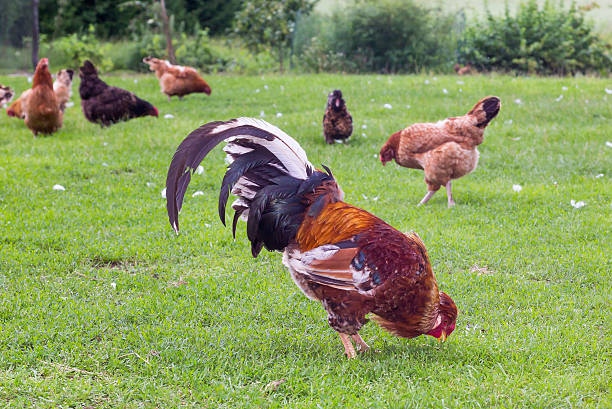 istock Colorful rooster and hens in a farm yard 628068416