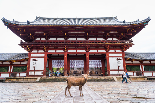 Nara, Japan - September 13, 2016: One deer standing in front of the Todai-ji temple in Nara, Rodai-ji temple is oldest temple in Japan.