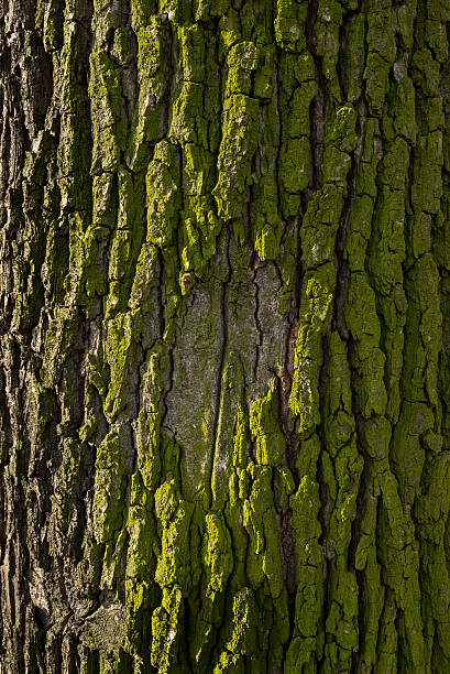 istock Detail of tree trunk 628069882