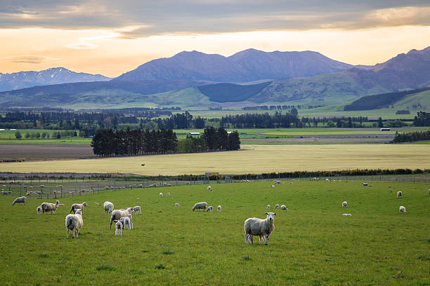 istock Sheep in New Zealand farm 628070080