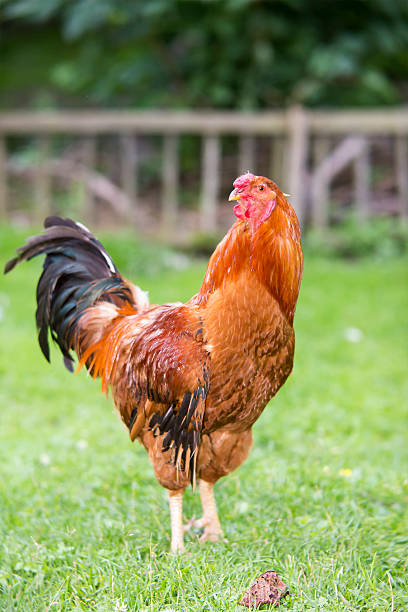 istock Colorful rooster  in a  farm yard 628075718