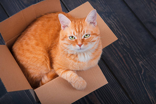 istock Cute red cat in a cardboard box. 628077150