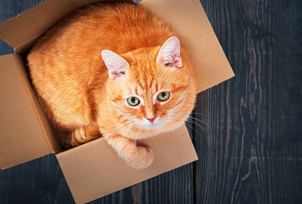 istock Cute red cat in a cardboard box. 628077226