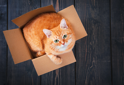 Cute red cat in a cardboard box on a background of wooden planks close up.