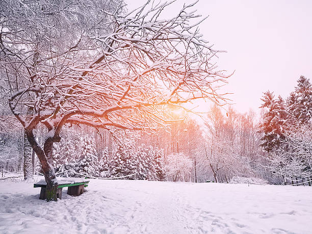 istock Park bench and trees covered by heavy snow 628078228