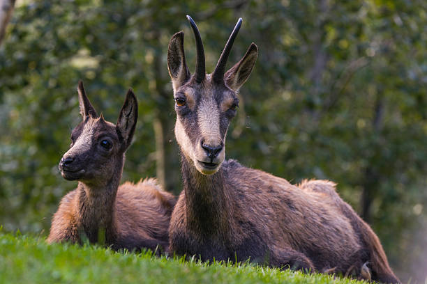 Young alpine chamois with its mother (Rupicapra rupicapra, fam. Bovidae)