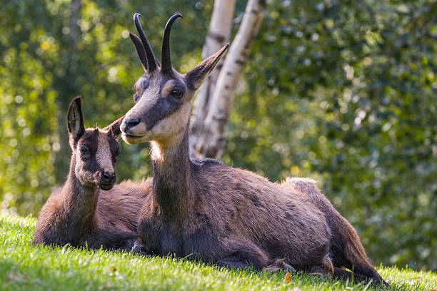 istock Young alpine chamois with its mother (Rupicapra rupicapra, fam. Bovidae) 628078426