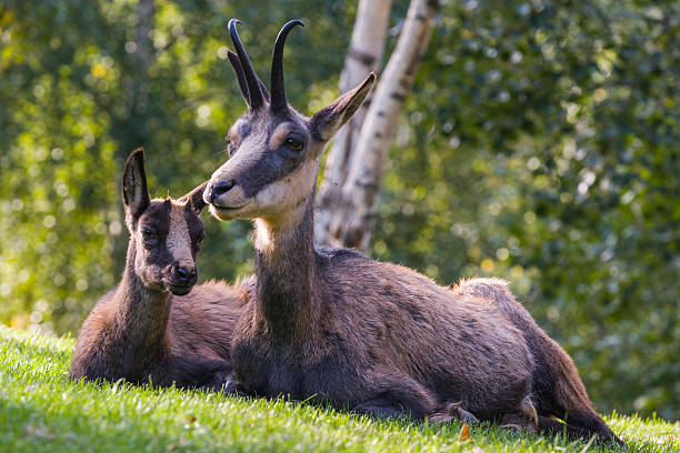 istock Young alpine chamois with its mother (Rupicapra rupicapra, fam. Bovidae) 628078500