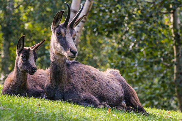 istock Young alpine chamois with its mother (Rupicapra rupicapra, fam. Bovidae) 628078570