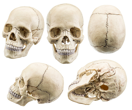 Skull model isolated on a white background. File contains clipping paths.