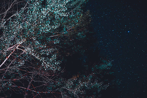 istock Illuminated trees in foreground of star filled sky 628084862