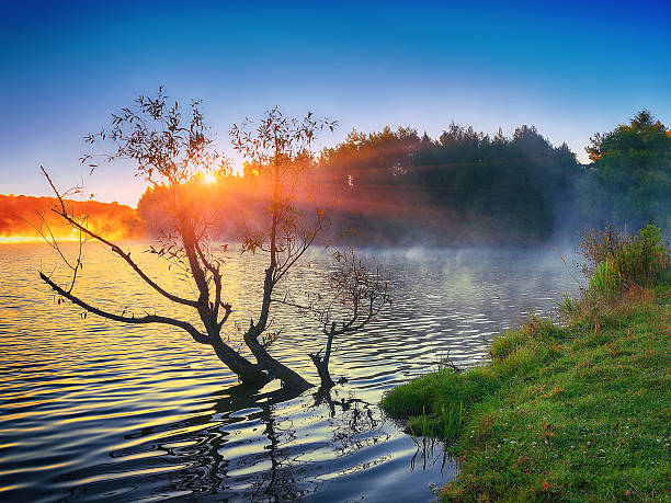 istock Lonely tree growing in a pond at sunrise 628086218
