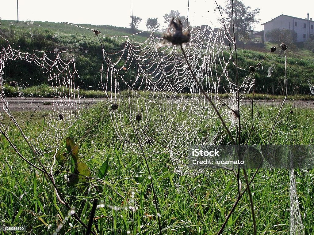Rhod cobwebs Wet spider web Canvas Fabric Stock Photo