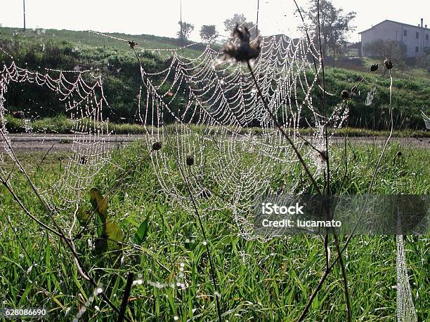 Rhod Cobwebs Stock Photo - Download Image Now - Canvas Fabric, Spider, Weaving
