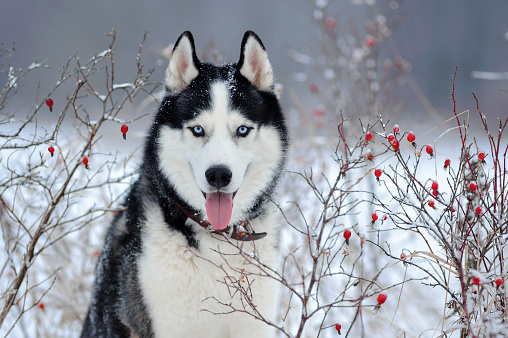 Retrato de Husky siberiano photo
