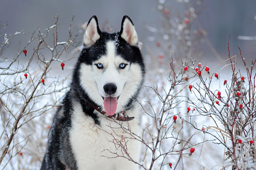 Siberian Husky dog black and white colour with blue eyes in winter