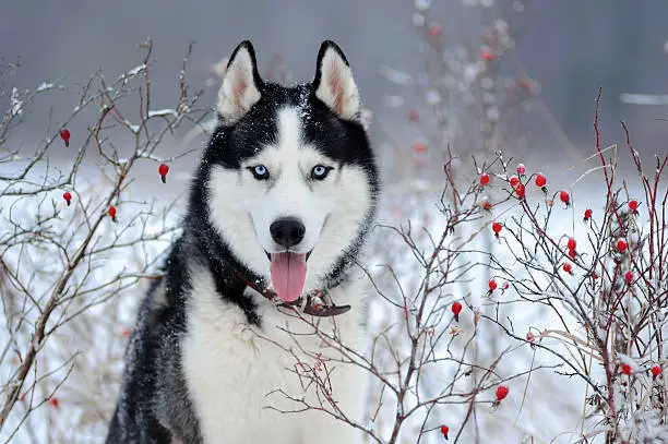 Photo of Portrait of Siberian Husky