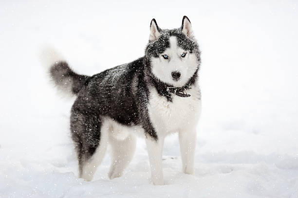 istock Siberian husky in winter 628087874