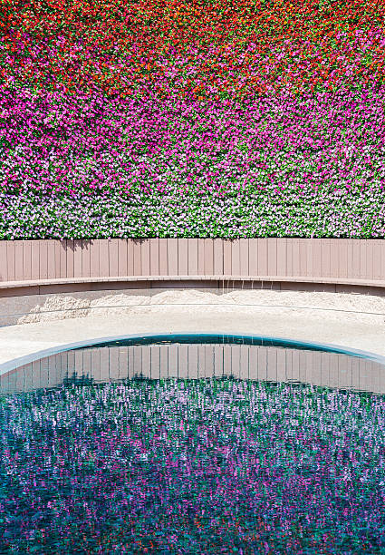 istock wall of pansy flower with reflection in pond. 628087890