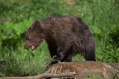 kamtschatka-braunb%C3%A4r.jpg?b=1&s=170x