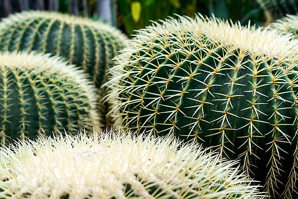 echinocactus grusonii - grusonii photos et images de collection