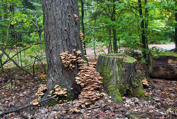 istock Hiawatha National Forest, Michigan, USA 628089310