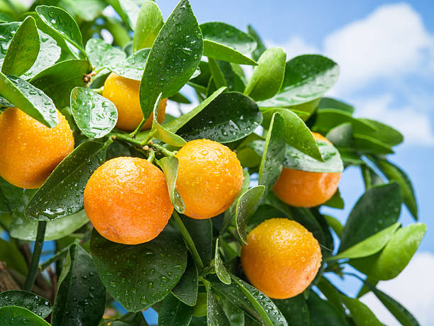 istock Ripe tangerine fruits on the tree. 628090390
