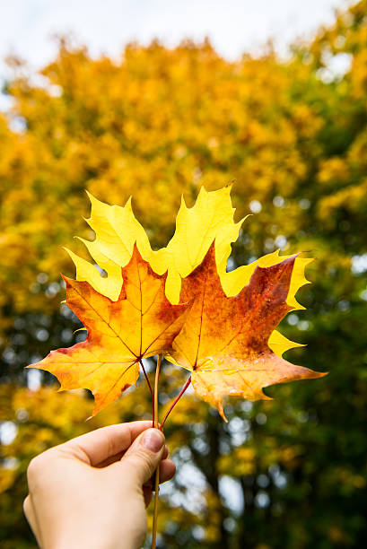 istock Autumn Trees with Yellow Leaves 628091260