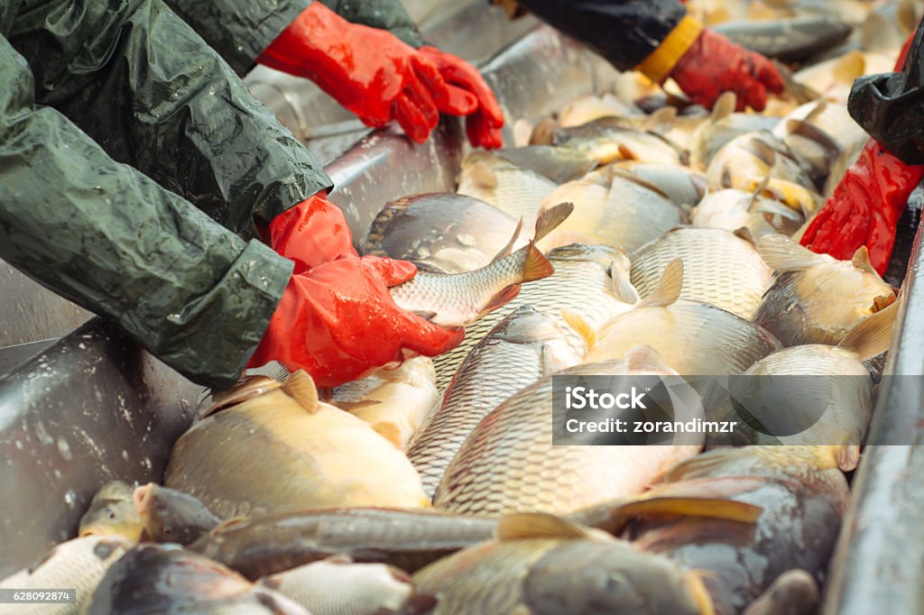 Sorting a freshwater fish Fish Farm Stock Photo