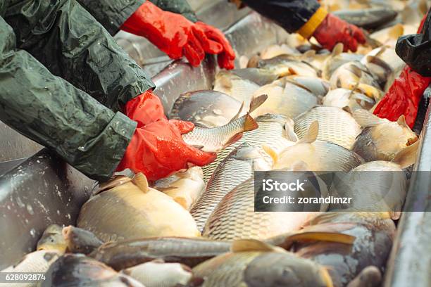 Sorting A Freshwater Fish Stock Photo - Download Image Now - Fish Farm, Aquaculture, Fishing Industry