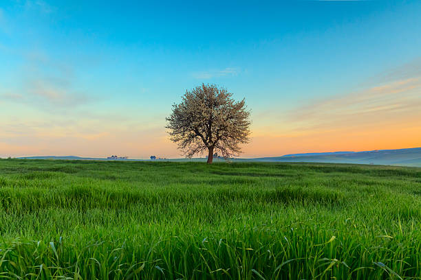 paisagem da primavera. árvore florescendo ao amanhecer. entre apulia e basilicata itália - lone tree - fotografias e filmes do acervo