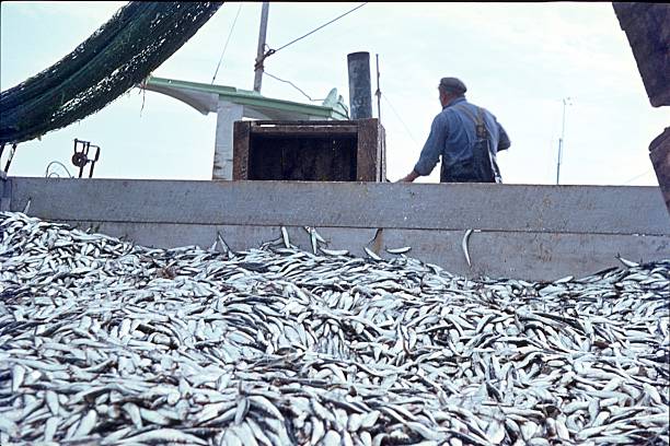 heerings catturato nel mare del nord - industrial fishing foto e immagini stock