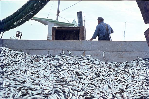 Heerings caught in the North Sea German Bay, North Sea, Germany, October 5, 1974. Full net at Heerings caught on a Trawler in the North Sea. fish trawler stock pictures, royalty-free photos & images