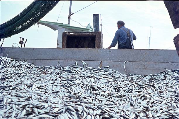в северном море поймали хеинга - fishing промышленность стоковые фото и изображения