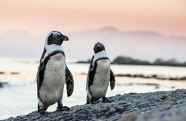 Photo of African penguins in evening twilight.