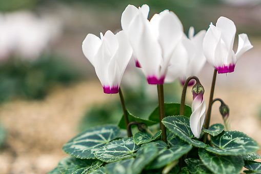 Close up of white violet