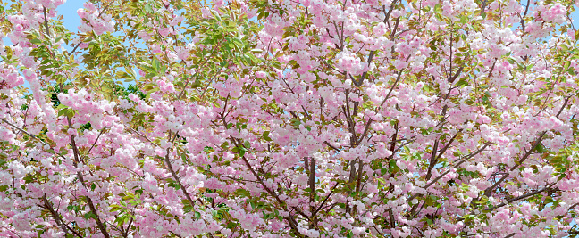 Double cherry blossoms Panorama