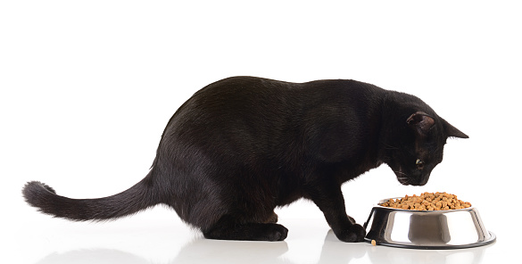 Black cat eating dry cat food, isolated on white.