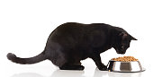Black cat eating dry cat food