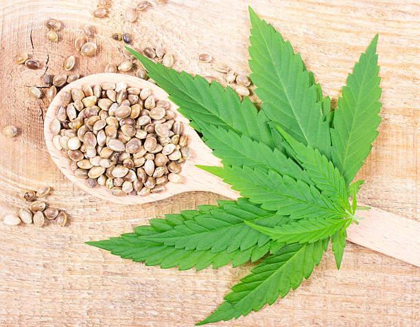 istock Cannabis leaf and seeds on wooden table. Close Up. 628100632