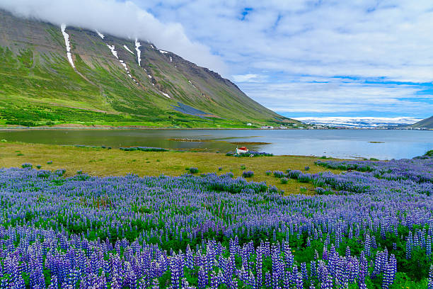 View of Isafjordur town
