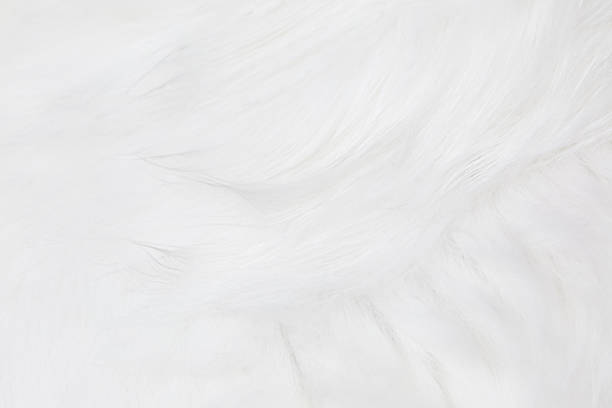 istock White background. hair. Softness. Cat fur. texture. 628101186