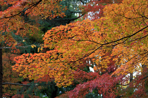 Autumn leaves - Autumn in Japan -