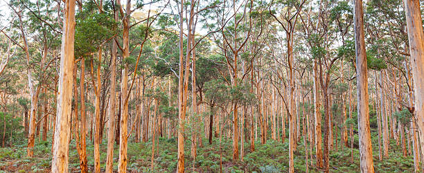 Boranup Karee Forest The Boranup Karee Forest near the town of Margaret River, Western Australia. western australia photos stock pictures, royalty-free photos & images