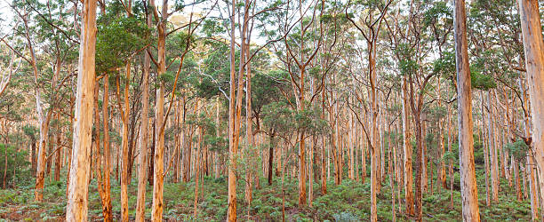 karee boranup forest - margaret river - fotografias e filmes do acervo